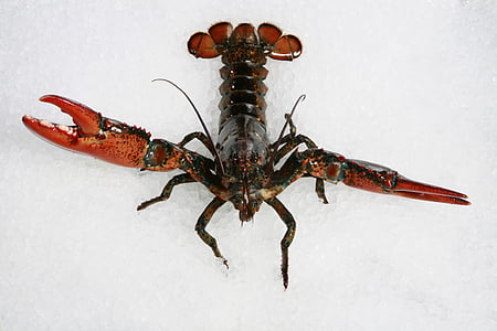 animal, arachnid, crab, exotic, food, sea food, public domain images