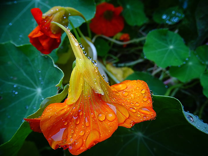 flower, drop of water, green, orange, nature, rain, garden