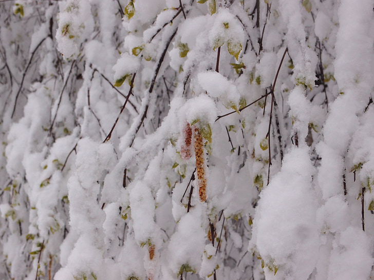 árbol, abedul, elemento, nieve, tiempo en, primavera, pendientes