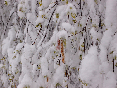 δέντρο, βετούλης (σημύδας), στοιχείο, χιόνι, καιρικές συνθήκες, άνοιξη, σκουλαρίκια