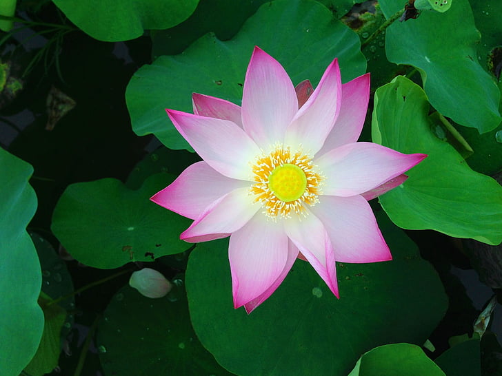 Lotus, λουλούδι, πράσινο, φυτό, άνθιση, νερό, άνθος