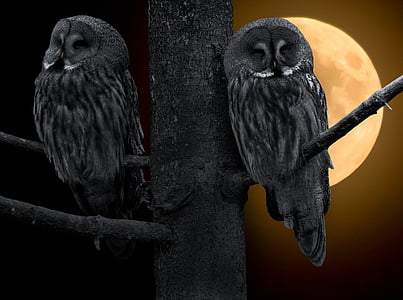 owl, bird, bart owl, moon, wisdom, feather, night