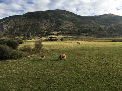 mount, mountain, cows, nature, landscape, mountaineering, panoramic