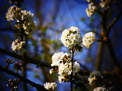 kirsikankukkia, valkoinen, kukat, valkoinen kukka, kevään, kasvi, kaunis kukka