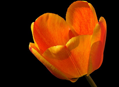 Tulip, Tulipa, Blossom, mekar, merah oranye dinyalakan, bunga musim semi, Lily
