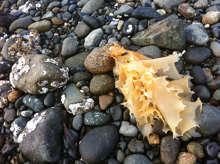 seaweed, rocks, stones, beach, low tide, ocean, nature