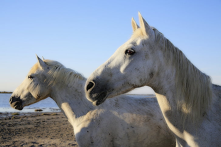 paard, wit, paarden, Mane, paardenhaar (crin), white horse, hoofd van het paard