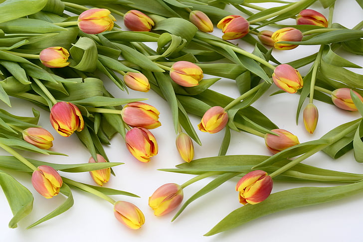 tulipes, fleurs, orange, nature, printemps, l’éveil du printemps, Frühlingsanfang