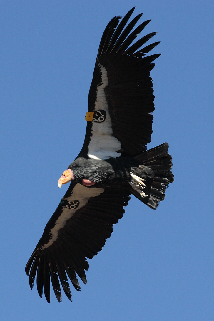 California condor, Flying, fly, merket, Utah, fuglen, natur