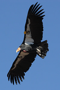 Kalifornijos condor, plaukioja, skrydžio, pažymėti, Juta, paukštis, Gamta