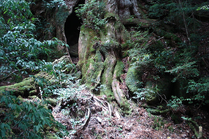 trunk, root, wood