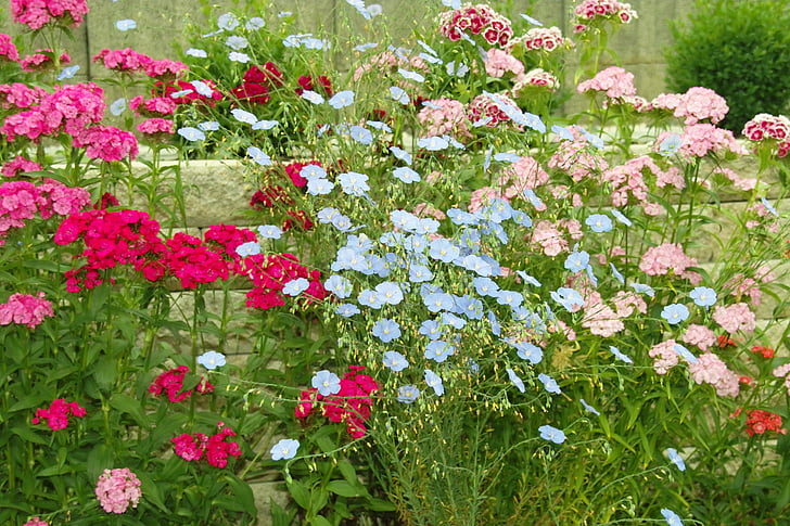 dārza puķes, krāsa, mazajiem ziediņiem, daudz ziedu, augu, krāsains, skaists