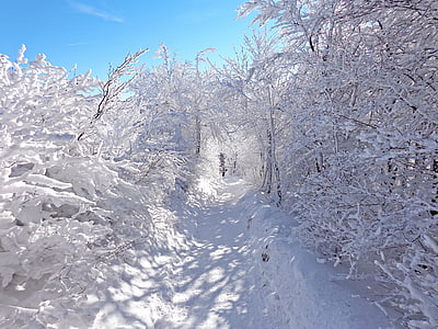 winter, bos, sneeuw, Frost, landschap, Toerisme, Panorama