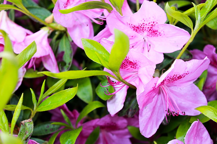 Pink, grøn, blomst, forår, natur, hvid, plante