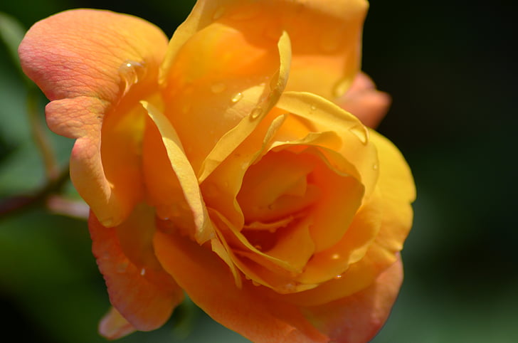 rozā, dzeltenas rozes, apelsīnu rozes, dzeltena, oranža, ziedi, puķe
