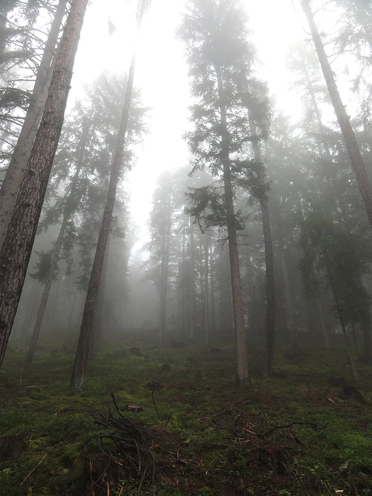 drzewa, Natura, nastrój, Bezbarwny, mgła