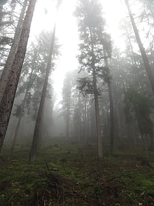stromy, Příroda, nálada, bezbarvá, mlha