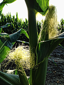 Кукуруза, кукурузные початки, кукурузные початки, питание, кукурузные рыльца, стебель, Кукуруза