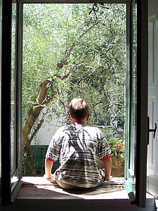окно, парень из-за, Оливо, оливковое дерево, деревья, листья, один человек