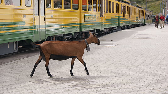 goat, rack railway, jungfrau railway, platform, train, railway station, rail tickets