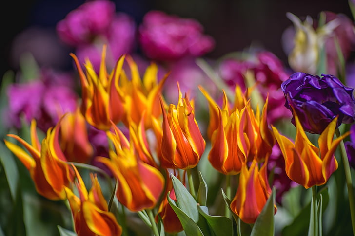 Tulip, grassement, fleurs, printemps, brillant, Closeup, Bloom