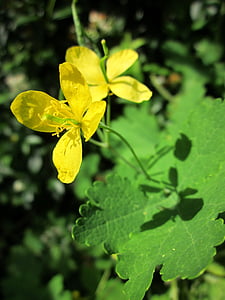 Chelidonium majus, mare de rostopasca, tetterwort, nipplewort, swallowwort, Wildflower, macro
