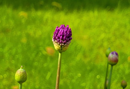 flor, hierba, Prado, naturaleza, verde, púrpura, del pasto