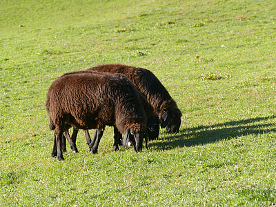 羊, 牧场, 羊毛, 牲畜, 吃草, 草甸, 动物