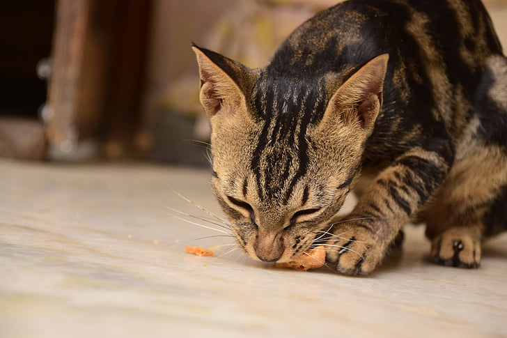 chat domestique, Delhi, animal