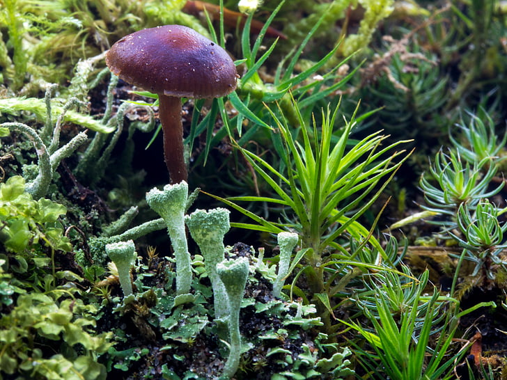 forest, forest floor, moss, forest mushroom, mushroom, liverworts, marchantiophyta