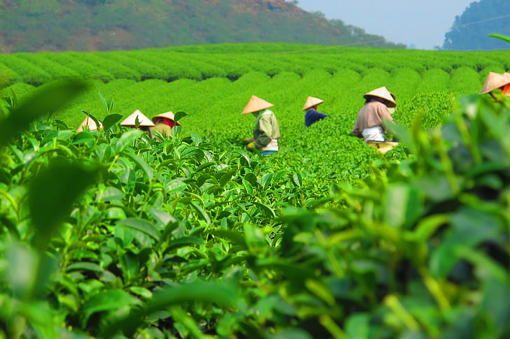 arbata, plantacija, derliaus, pasėlių, lauko, darbuotojų, skinti
