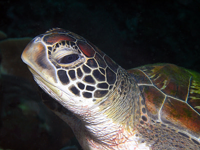 Schildkröte, Meer, Hintergrund, Arten
