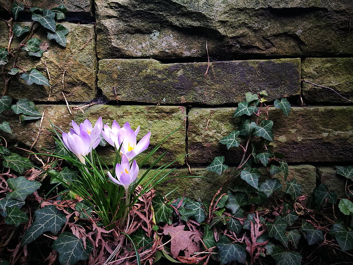 purple crocus, stone wall, wall, stone, ivy, the beginning of spring, flowers