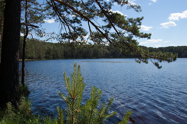 zomer, de Siberische lake, West-Siberië, Blue lake in het dennenbos, Rusland, natuur, boom