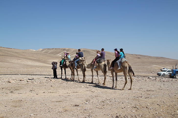 camellos, Safari, desierto, viajes, animal, al aire libre, aventura
