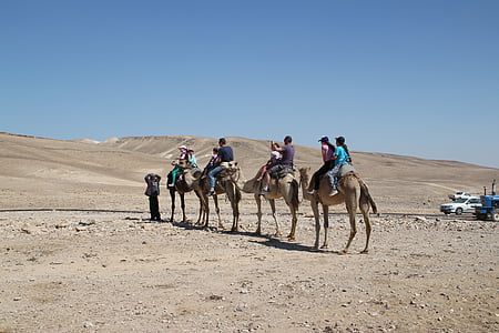 camelos, safári, deserto, viagens, animal, ao ar livre, aventura