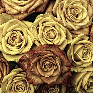 Hoa hồng, Hoa, nở hoa, cánh hoa, Thiên nhiên, Rose - Hoa, nguồn gốc
