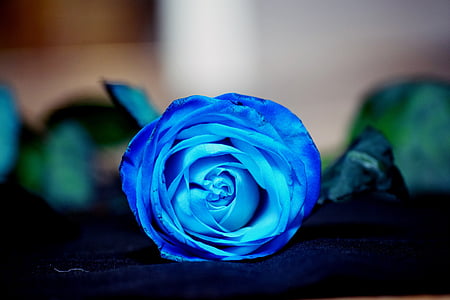 ökade, blå, blomma, blå blomma, kronblad, ros - blomma, bukett