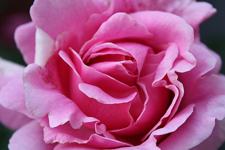 virágok, Rózsa, rózsaszín, természet, Blossom, gyönyörű, szépség