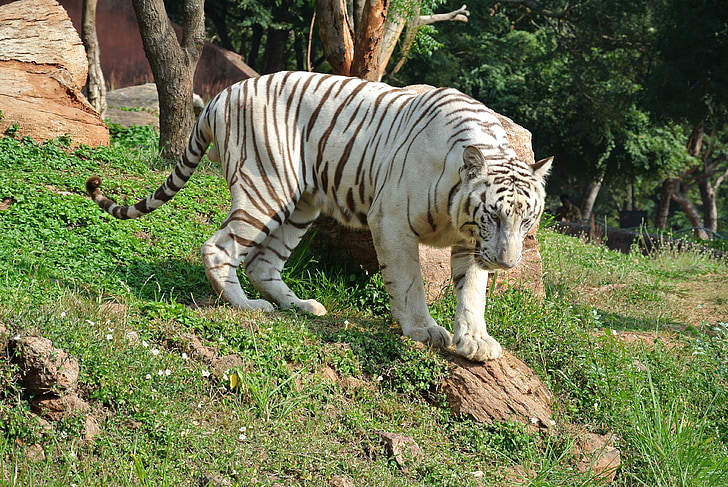bieleho bengálskeho tigra, Tiger, mačka, voľne žijúcich živočíchov, Predator, zviera, cicavec