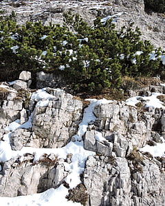 rock, shrub, snow, nature, mountain