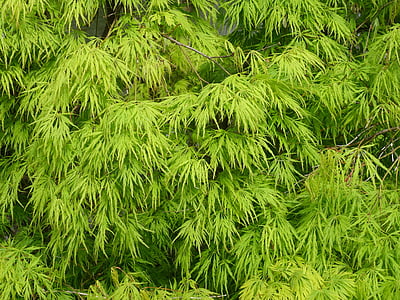 spring maple, leaves, ornamental shrub, plant, spring, nature, pattern