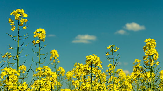 Κίτρινο, λουλούδι, φωτογραφία, Ελαιούχοι σπόροι, αγροτική, ελαιοκράμβη, Γεωργία