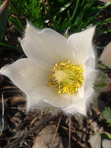 Pulsatilla, ранни bloomer, Блосъм, Блум, Пролет, бяло, цвете