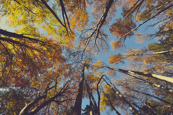 Forest, feuilles, en levant, nature, Sky, Tall, arbres