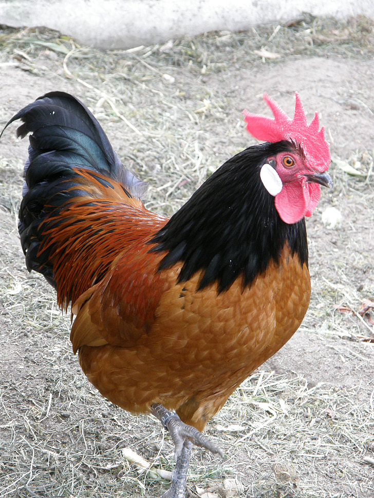 hahn, poultry, gockel, livestock, pride, male fowl, wildlife photography