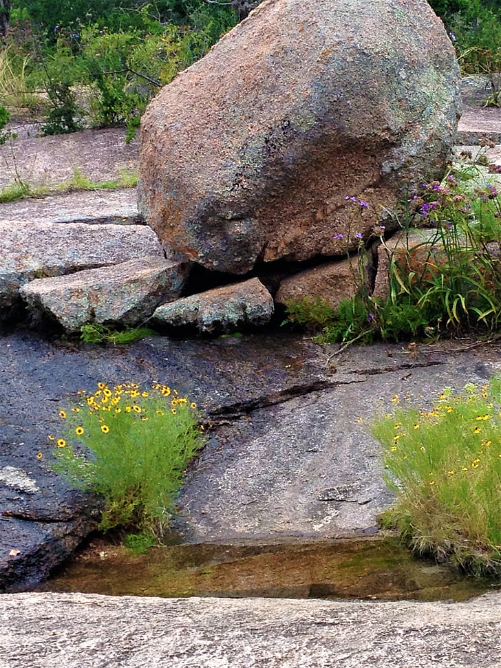 enchanted rock, wild flowers, pink granite, water, nature, rock - Object, outdoors