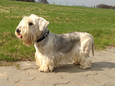 terrier de Cesky, terrier de Bohèmia, gos, Prat, animals de companyia, animal, gos purebred