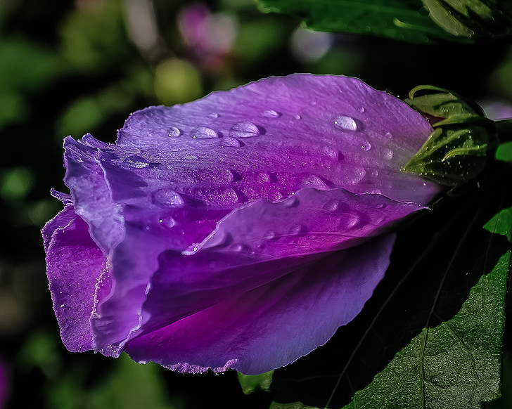 фиолетовый, цветок, дождь, капли, капли дождя, Природа, Цветочные