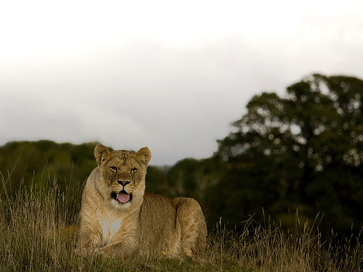 lioness, wild, cat, predator, animal wildlife, animals in the wild, one animal